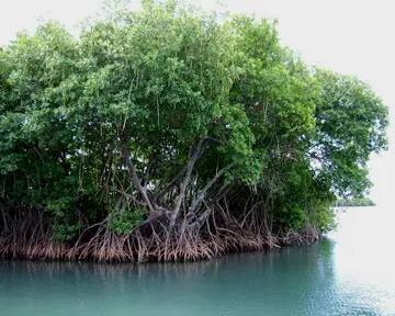 Dense mangrove trees growing out of the Aghanashini backwaters